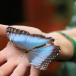 holding a butterfly in your hand